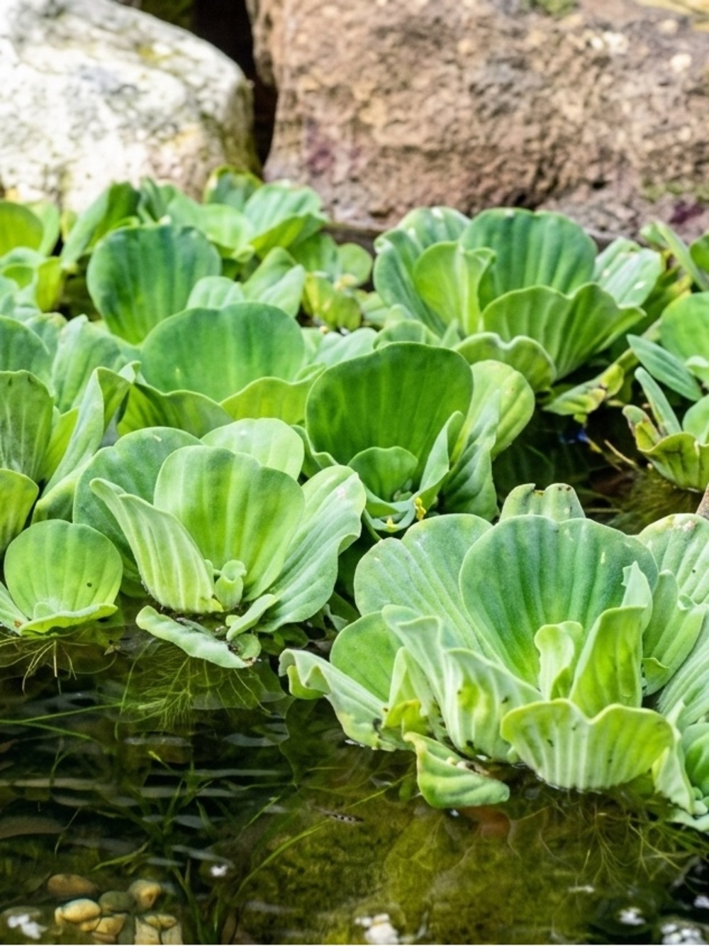 Aquatic Plant Hair and Debris Removal Rake - Green